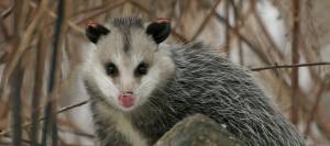 Opossum
