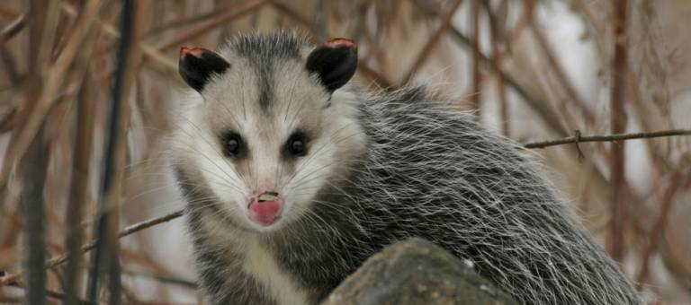Opossum