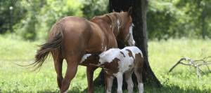 Paint mare with foal nursing