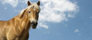 Palomino horse against blue sky