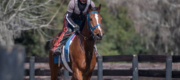 Racehorse jogging down laneway