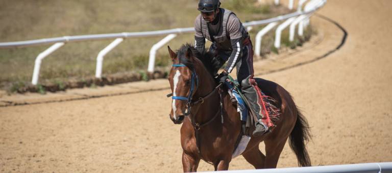 Race horse warming up before work out