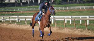 Racehorse exercising on track