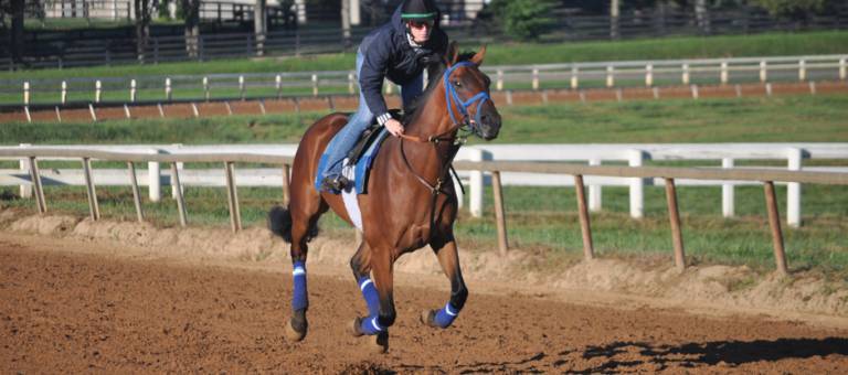 Racehorse exercising on track