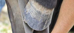 Farrier rasping horse's hoof