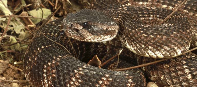 Rattlesnake