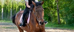 Picture of a young girl riding a school horse.