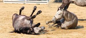 Horses rolling in arena