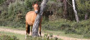 Horse rubbing neck on tree