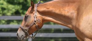 Photo of a horse with a sarcoid on her cheek