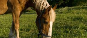 Draft horse with head down in pasture