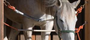 Drowsy horse standing over stall guard