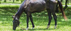 Extremely Skinny Horse