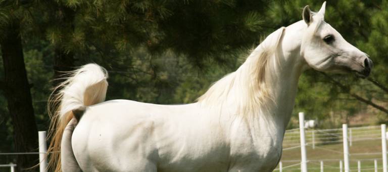 Arabian Trotting