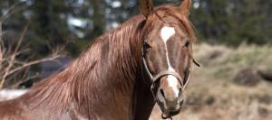 Chestnut horse standing outside