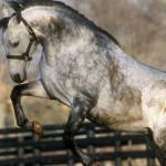 Stallion playing in paddock