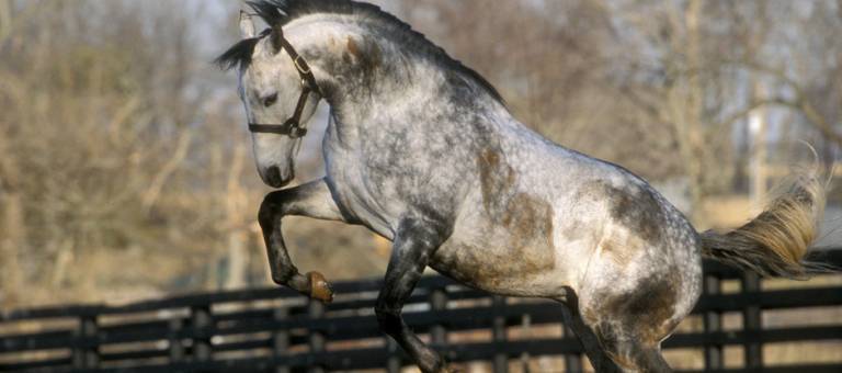 Stallion playing in paddock