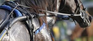 Horse after intense exercise