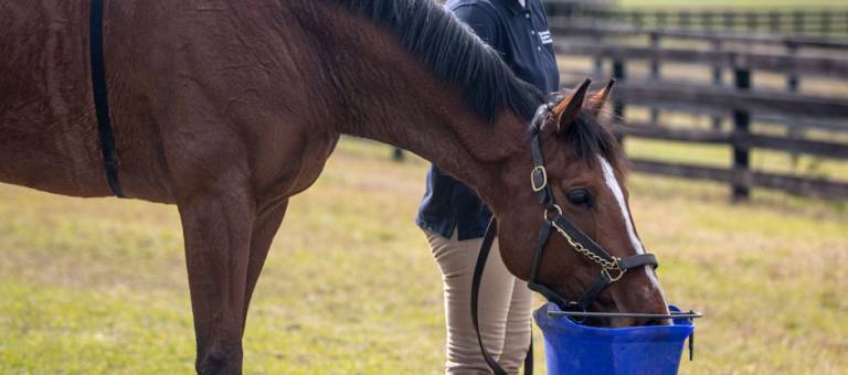 Sweaty horse drinking from a water bucket as it is being cooled out