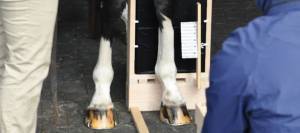 Taking an x-ray of a horse's cannon bone.