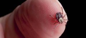 Wood Tick