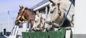Horses looking out windows of trailer