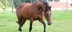 Horse trotting in pasture