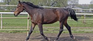 Horse trotting in roundpen