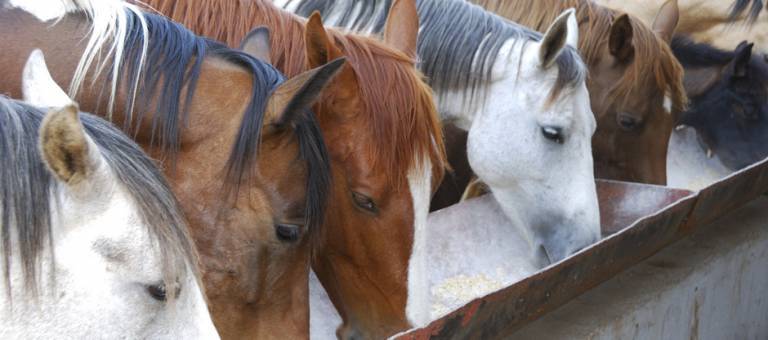 Horses eating from trough
