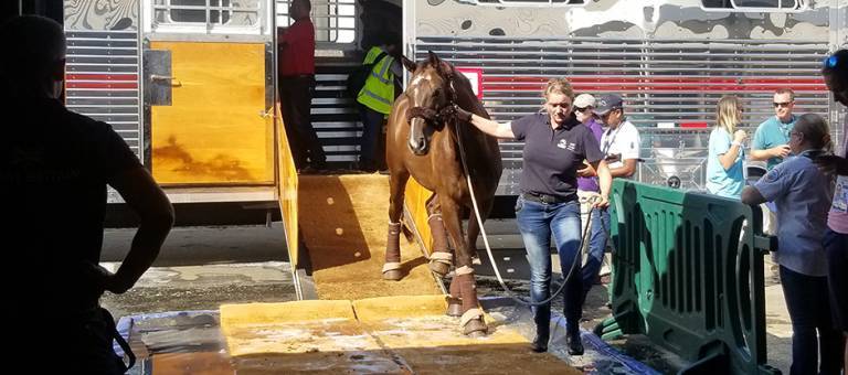 WEG para-dressage horse arriving