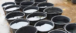 Full water buckets lined up in barn aisle