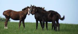 Weanlings in field