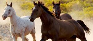 Wild horses galloping