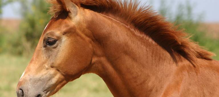 chestnut colt