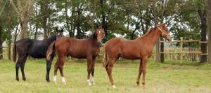 Yearlings standing in pasture