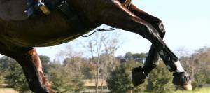 Horse's legs as it canters