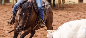Western performance horse cutting cows.