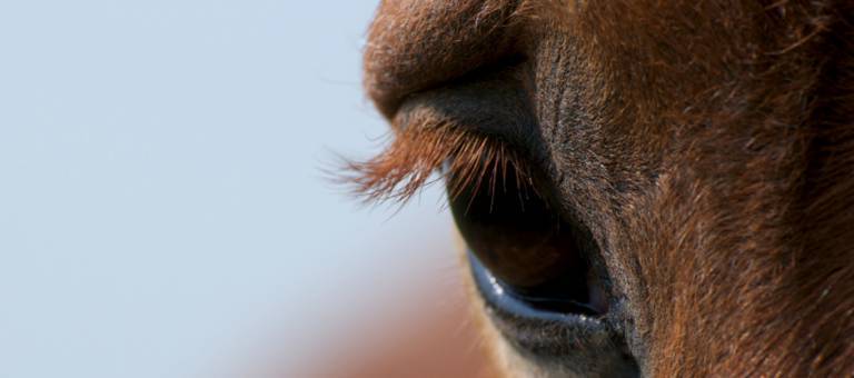 Close-up of eye with fat deposit