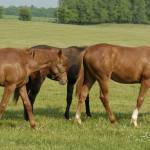 Weanlings in pasture