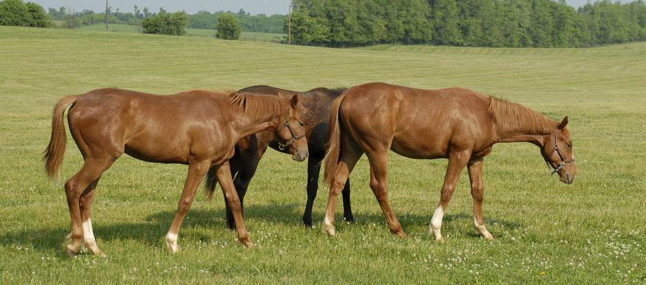Weanlings in pasture
