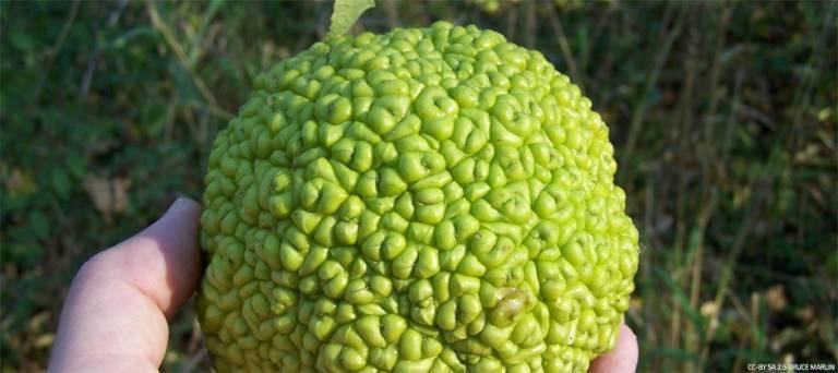 Close up of a hedge apple