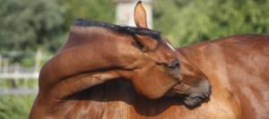Horse scrating belly