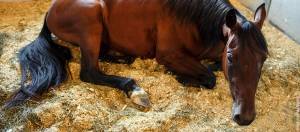 Colicky horse laying down in a stall at the vet hospital.