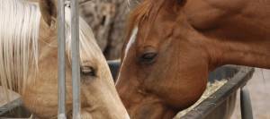 Two horses eating from trough