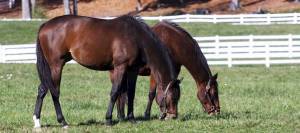 Horses grazing in pasture
