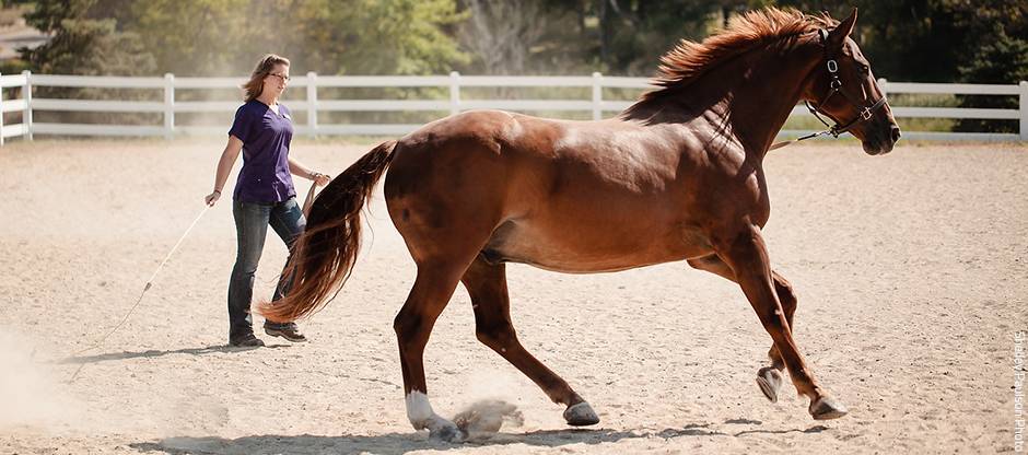Vet lunging a chestnut horse.