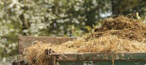 Horse manure on trailer