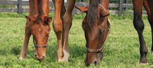 Mare and foal grazing