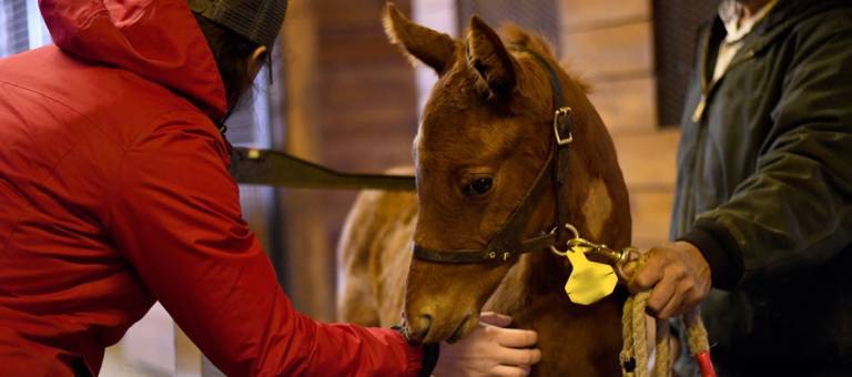 Measuring a foal's height.