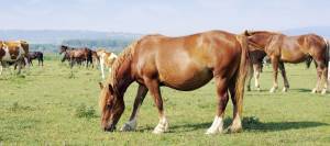 Pregnant horse grazing